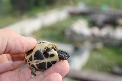 želva suchozemská Ostrava